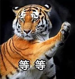 国产白虎一区,探寻东方武侠的传奇魅力